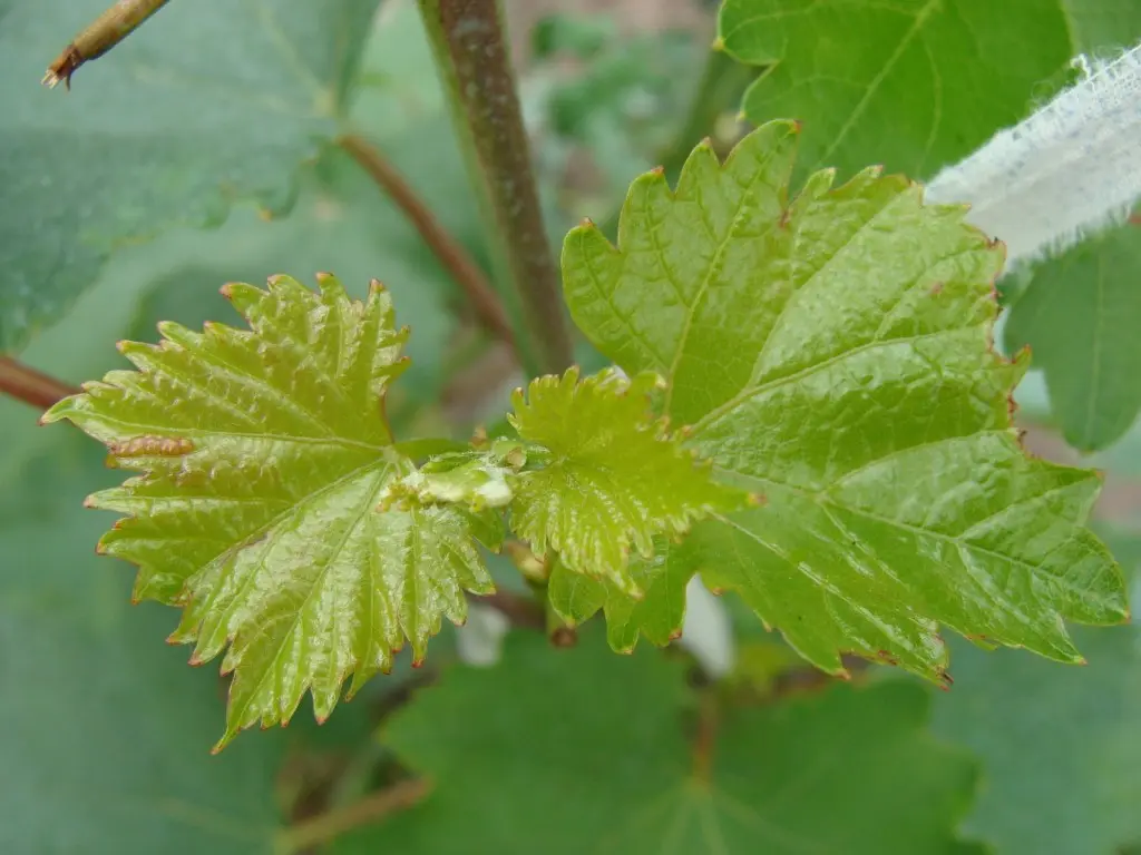 Diseases of grapes: what are and how to fight - plodovie.ru