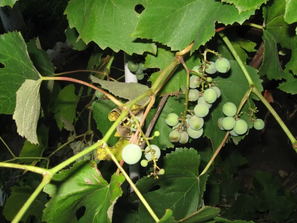 Diseases of grapes: what are and how to fight - plodovie.ru