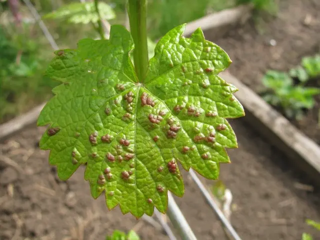 Diseases of grapes: what are and how to fight - plodovie.ru