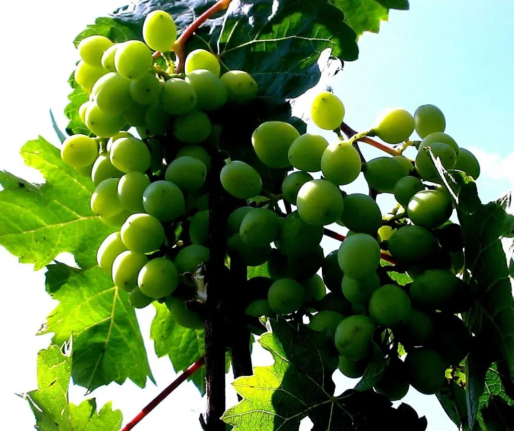 Diseases of grapes: what are and how to fight - plodovie.ru