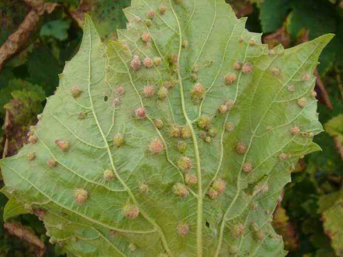 Diseases of grapes: what are and how to fight - plodovie.ru