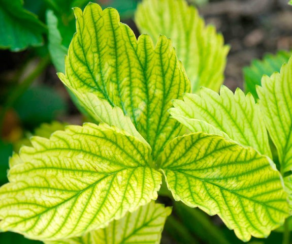 Diseases of hydrangea with a description and photo