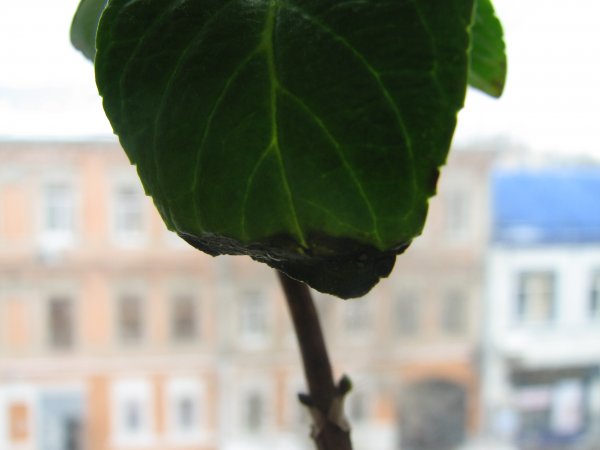 Diseases of hydrangea with a description and photo