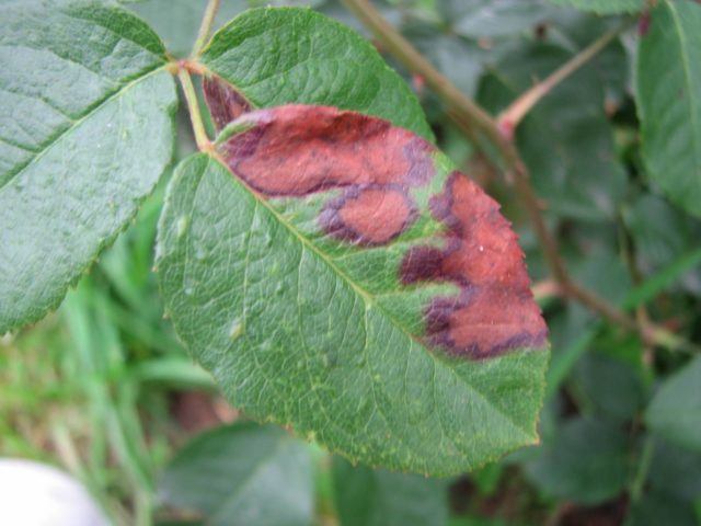 Diseases of hydrangea with a description and photo