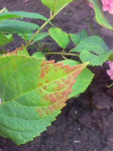 Diseases of hydrangea with a description and photo