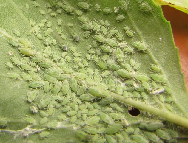 Diseases of hydrangea with a description and photo