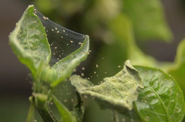 Diseases of hydrangea with a description and photo