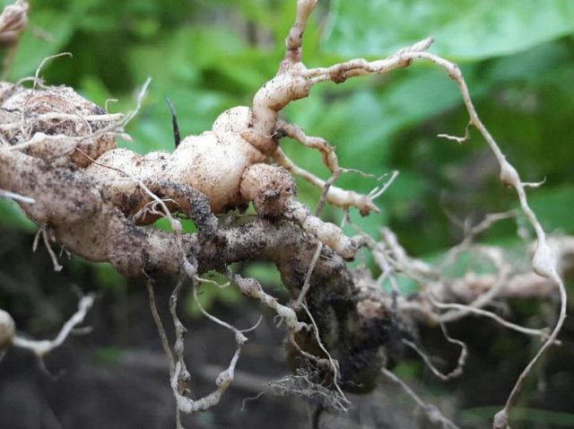 Diseases of hydrangea with a description and photo