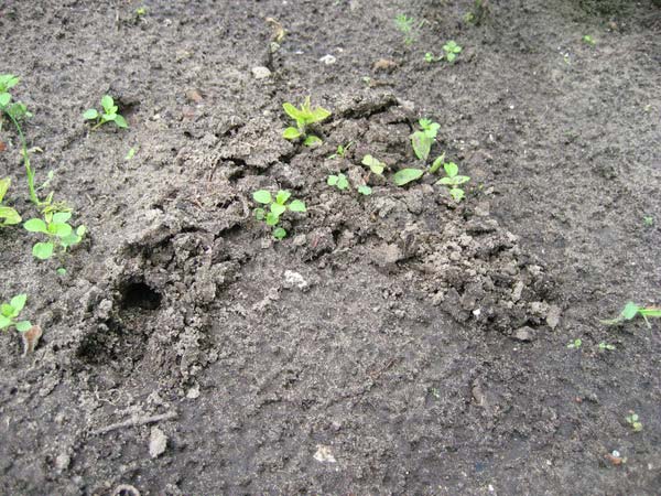 Diseases of hydrangea with a description and photo