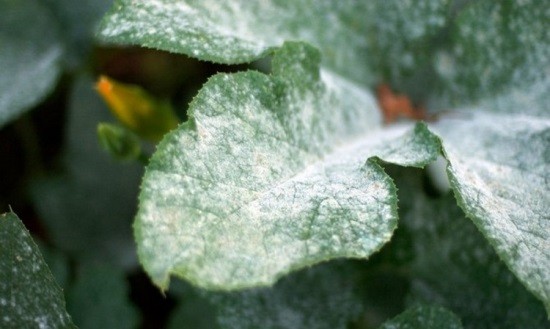 Diseases of hydrangea with a description and photo