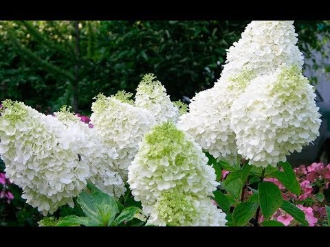 Diseases of hydrangea with a description and photo