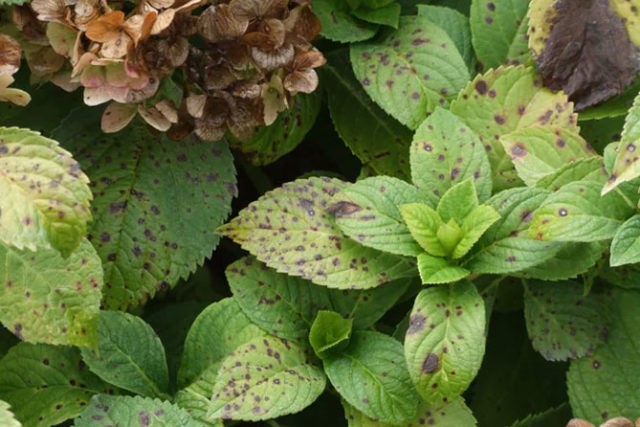 Diseases of hydrangea with a description and photo