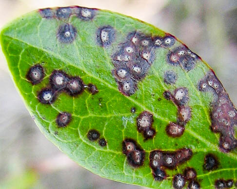 Diseases of hydrangea with a description and photo