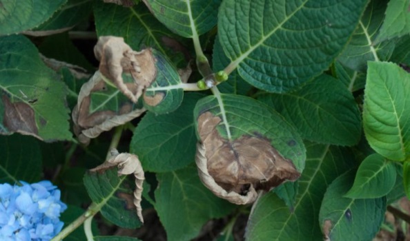 Diseases of hydrangea with a description and photo