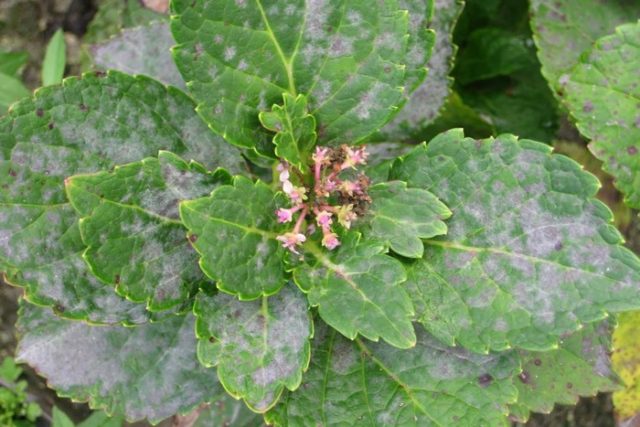 Diseases of hydrangea with a description and photo