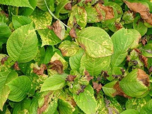 Diseases of hydrangea with a description and photo