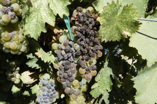 Diseases of leaves and berries of grapes: treatment, description with photo