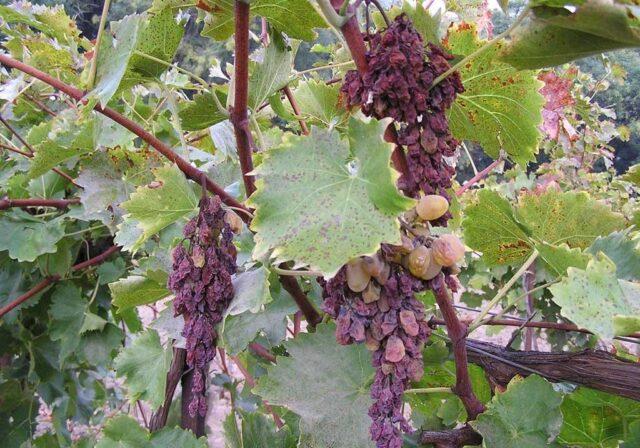 Diseases of leaves and berries of grapes: treatment, description with photo