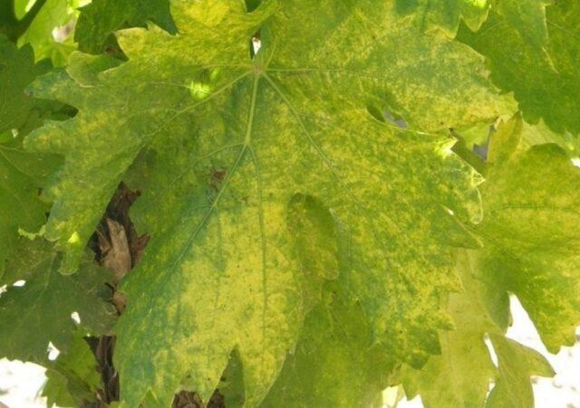 Diseases of leaves and berries of grapes: treatment, description with photo