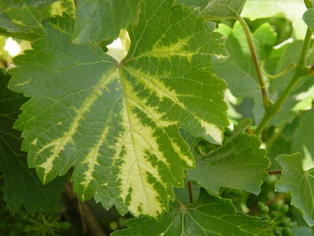 Diseases of leaves and berries of grapes: treatment, description with photo