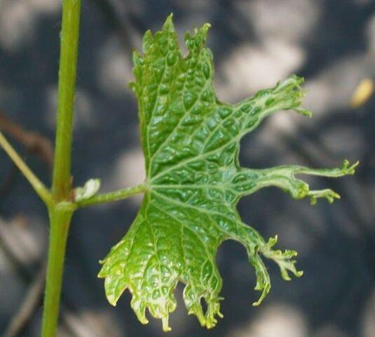 Diseases of leaves and berries of grapes: treatment, description with photo