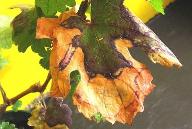 Diseases of leaves and berries of grapes: treatment, description with photo