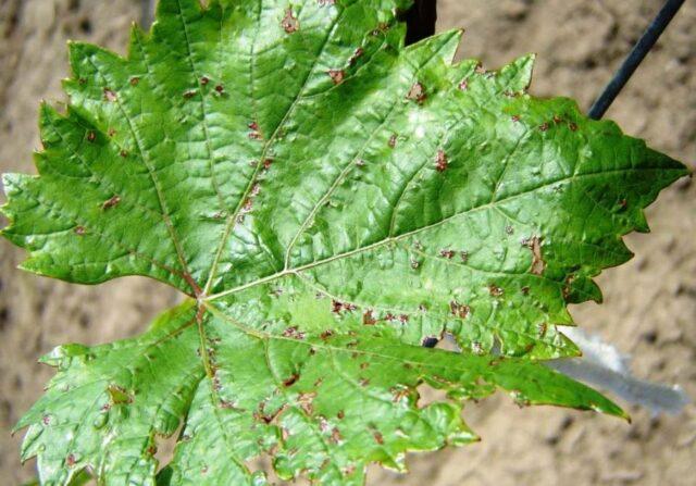 Diseases of leaves and berries of grapes: treatment, description with photo