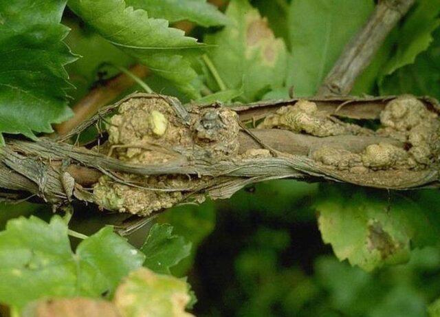 Diseases of leaves and berries of grapes: treatment, description with photo