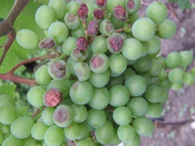 Diseases of leaves and berries of grapes: treatment, description with photo