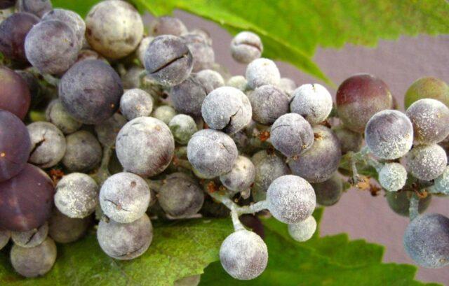 Diseases of leaves and berries of grapes: treatment, description with photo