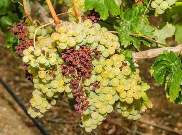 Diseases of leaves and berries of grapes: treatment, description with photo