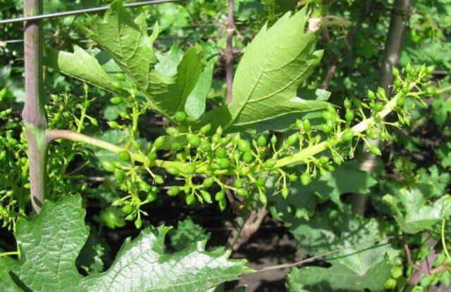 Diseases of leaves and berries of grapes: treatment, description with photo