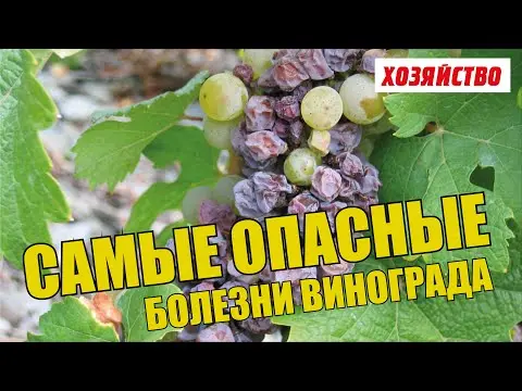 Diseases of leaves and berries of grapes: treatment, description with photo