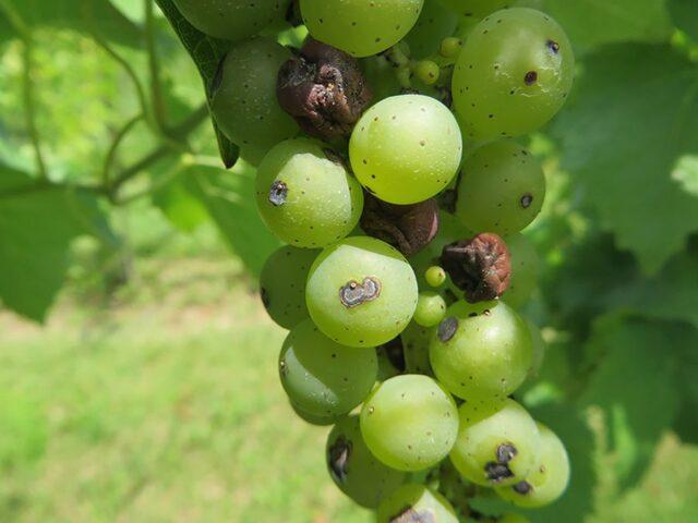 Diseases of leaves and berries of grapes: treatment, description with photo