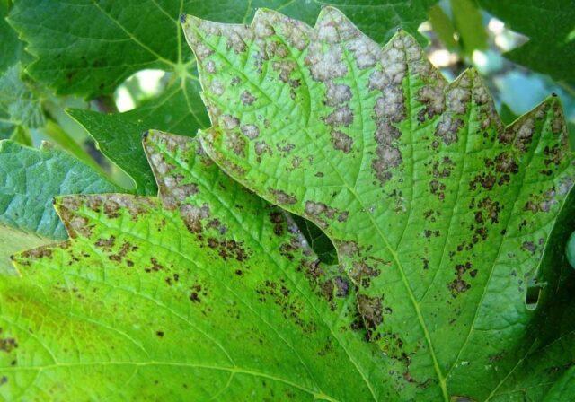 Diseases of leaves and berries of grapes: treatment, description with photo