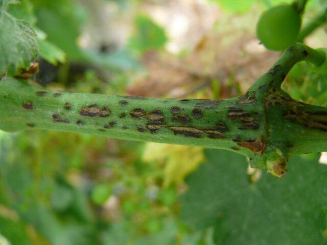 Diseases of leaves and berries of grapes: treatment, description with photo