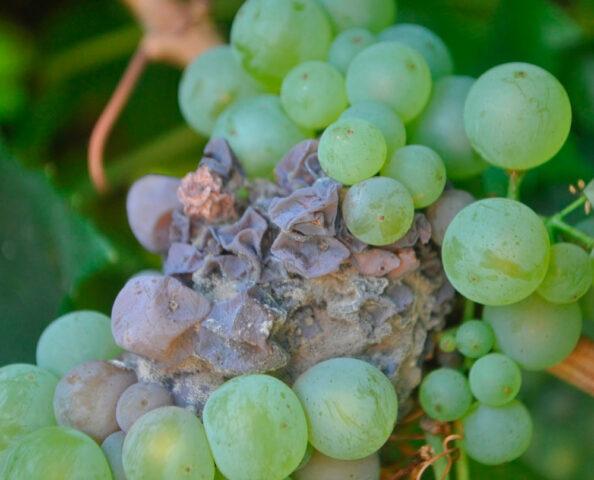 Diseases of leaves and berries of grapes: treatment, description with photo