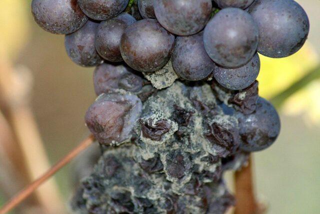 Diseases of leaves and berries of grapes: treatment, description with photo