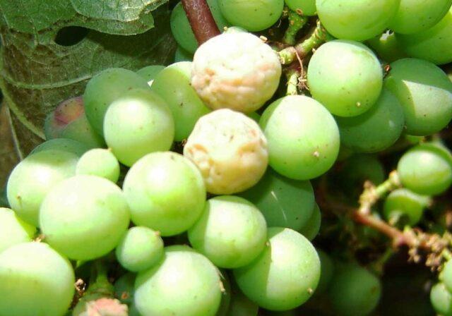 Diseases of leaves and berries of grapes: treatment, description with photo