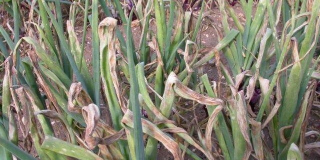 Diseases of onions and green onions: treatment, fight against them, photo, description