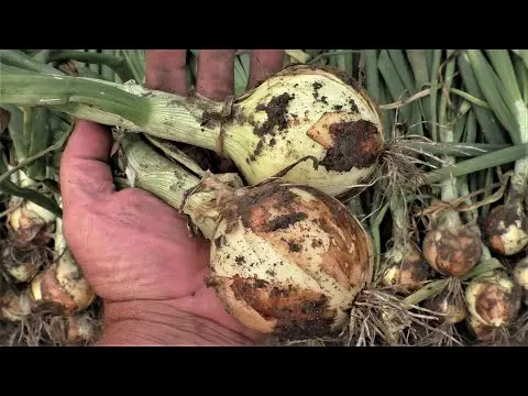 Diseases of onions and green onions: treatment, fight against them, photo, description