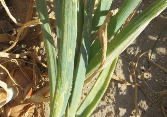 Diseases of onions and green onions: treatment, fight against them, photo, description