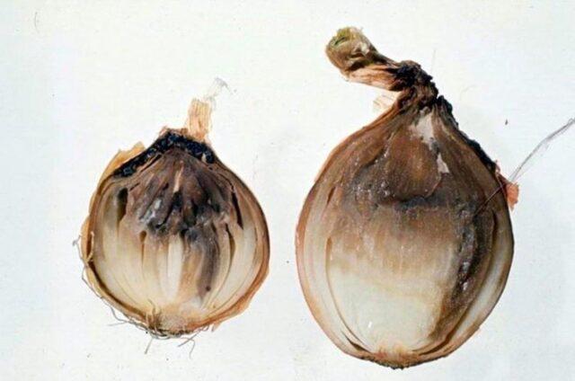 Diseases of onions and green onions: treatment, fight against them, photo, description