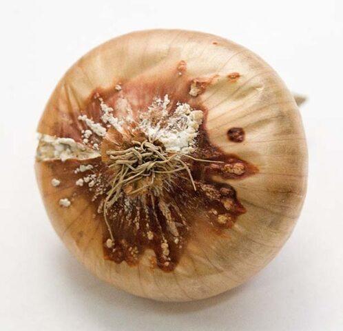 Diseases of onions and green onions: treatment, fight against them, photo, description