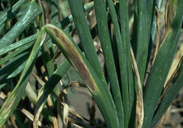 Diseases of onions and green onions: treatment, fight against them, photo, description