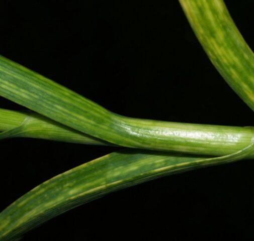 Diseases of onions and green onions: treatment, fight against them, photo, description