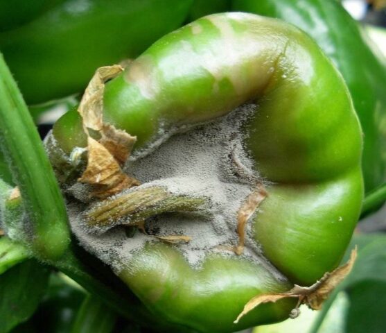 Diseases of pepper (fruits and leaves) in the greenhouse: treatment, description with photos