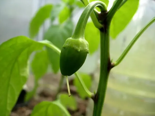 Diseases of pepper (fruits and leaves) in the greenhouse: treatment, description with photos