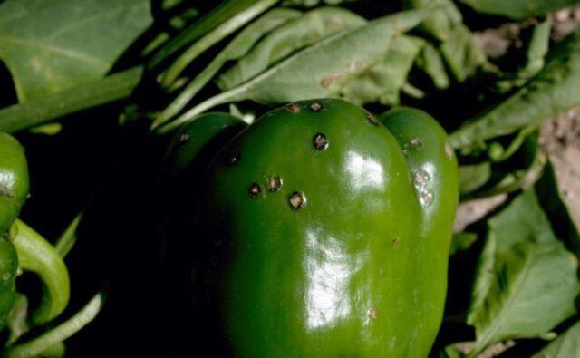 Diseases of pepper (fruits and leaves) in the greenhouse: treatment, description with photos