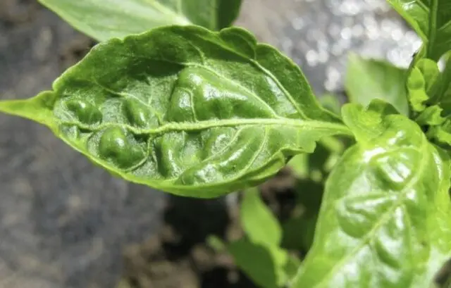 Diseases of pepper (fruits and leaves) in the greenhouse: treatment, description with photos